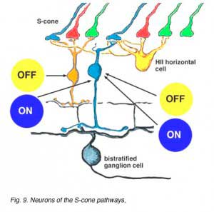 S-neurons